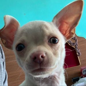 Meet your Posher, Gerardo